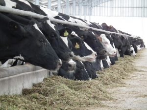 Animales de Granja